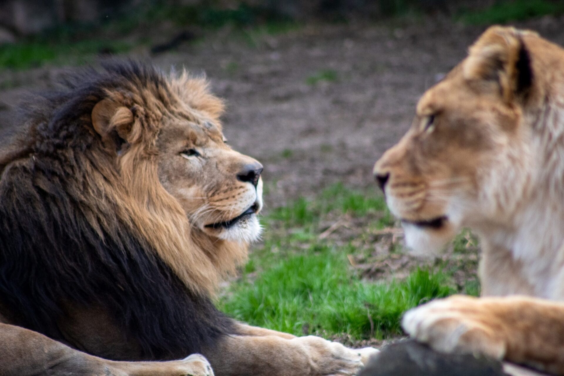 Two beautiful lions sitting in the forest